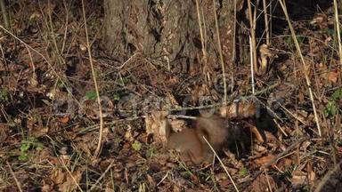 红松鼠或欧亚红松鼠在落叶地毯上寻找隐藏的食物